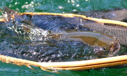 MOBYNet MOBY Kamloops Trophy Wooden Catch & Release Fly Fishing Net