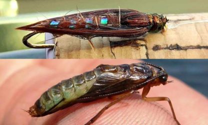 Kamloops Caddis Pupa Sedge Hot Spot Fly Comparison