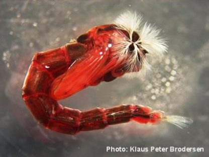 Newly Transformed Chironomid Larva to Pupa