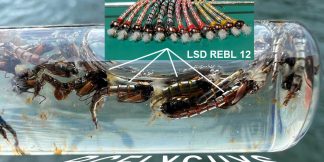 LSD REBL Super Chromie Chironomid Pupa 12 Pack
